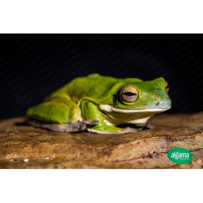  Rana gigante Arboricola - Litoria Infrafrenata